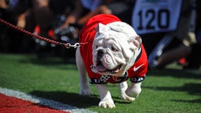 PETA takes aim at Uga, demands Georgia Bulldogs mascot's retirement