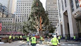 77-foot tree installed at New York City's Rockefeller Center