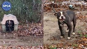 Long Island officers rescue dogs left outside in the cold