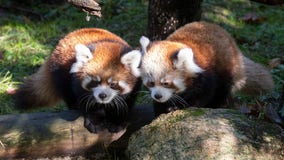 Red panda cubs on display at Prospect Park Zoo