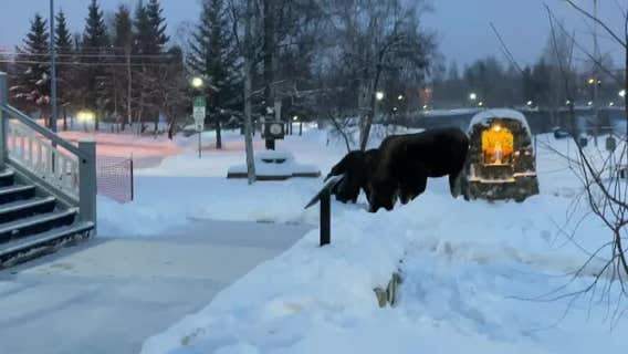 Munching moose block snow-covered Alaska sidewalk