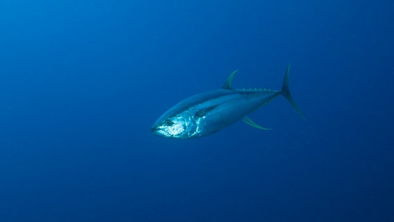 FDA recommends tossing of certain tuna fish due to fish poisoning risks