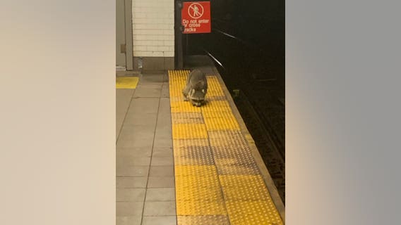 SEE IT: Raccoon spotted on Brooklyn subway platform