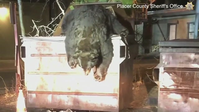 California deputies help rescue bear named 'T-Shirt' who became stuck inside a dumpster
