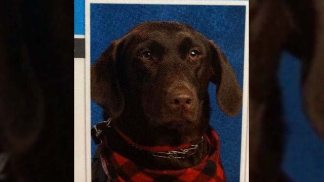 Service dog given own spot in elementary school yearbook