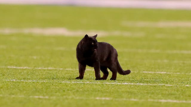 Monday night black cat still on the loose at MetLife Stadium