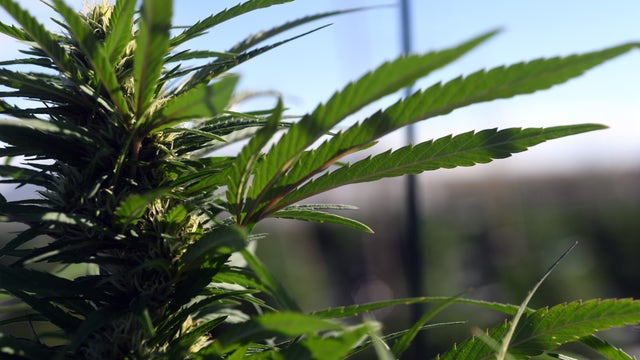 Illegal pot farms on public land creating environmental hazard