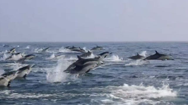 Dolphins caught on camera ‘stampeding’ off California coast