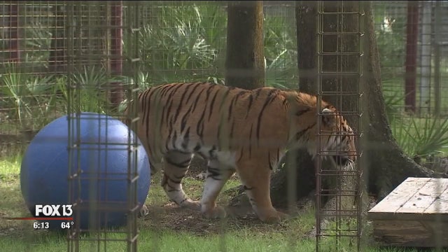 Big Cat Rescue takes in 3 tigers rescued from circus in Guatemala