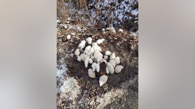 Hundreds of rats, mice abandoned along NY roads