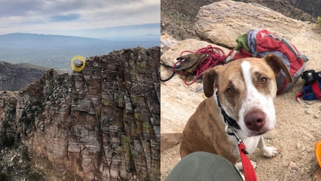 Dog rescued from edge of Sabino Canyon cliff in Tucson