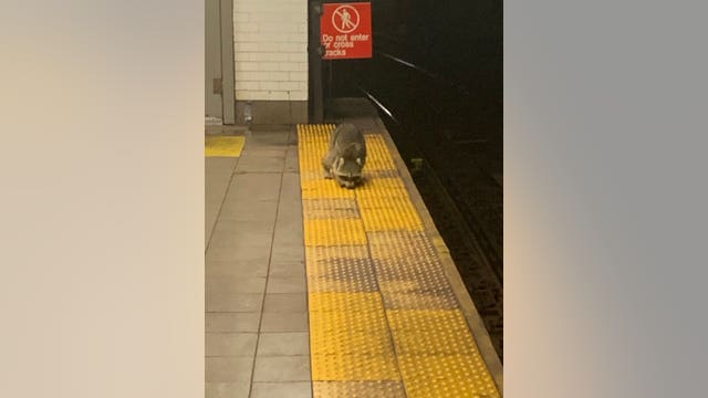 SEE IT: Raccoon spotted on Brooklyn subway platform