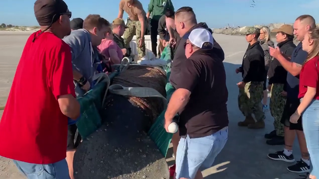 Navy personnel rescue manatee stranded on Florida beach