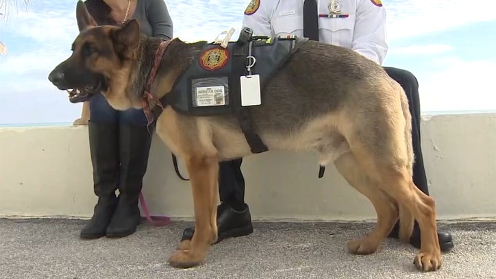 Dogs training to become therapy animals for fire department - FOX 5 NY