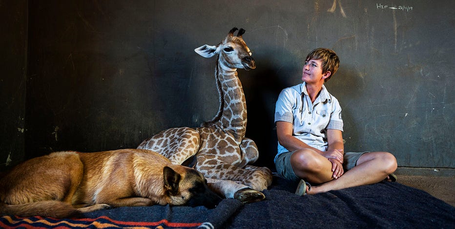 Guard dog and abandoned baby giraffe are best friends