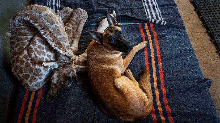 A Belgian Malinois dog and a baby giraffe sit on a carpet in an animal orphanage