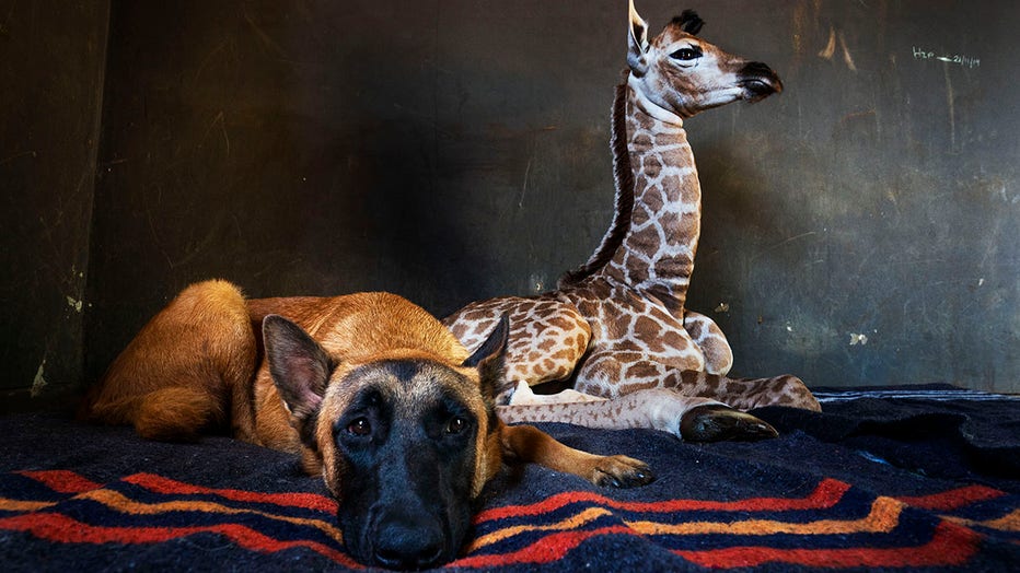 A Belgian Malinois dog and a baby giraffe sit on a carpet in an animal orphanage