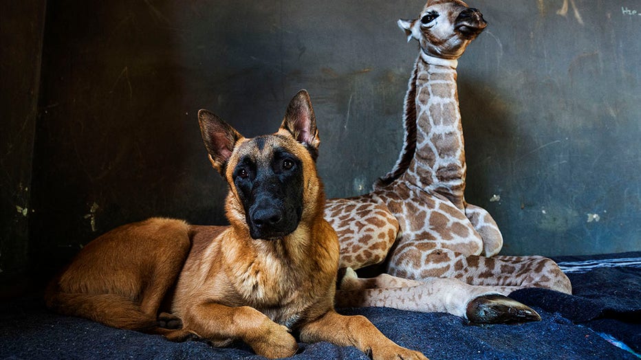 A Belgian Malinois dog and a baby giraffe sit on a carpet in an animal orphanage