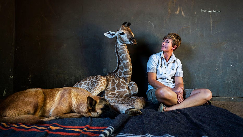 A Belgian Malinois dog, a baby giraffe and a human worker sit on a carpet in an animal orphanage