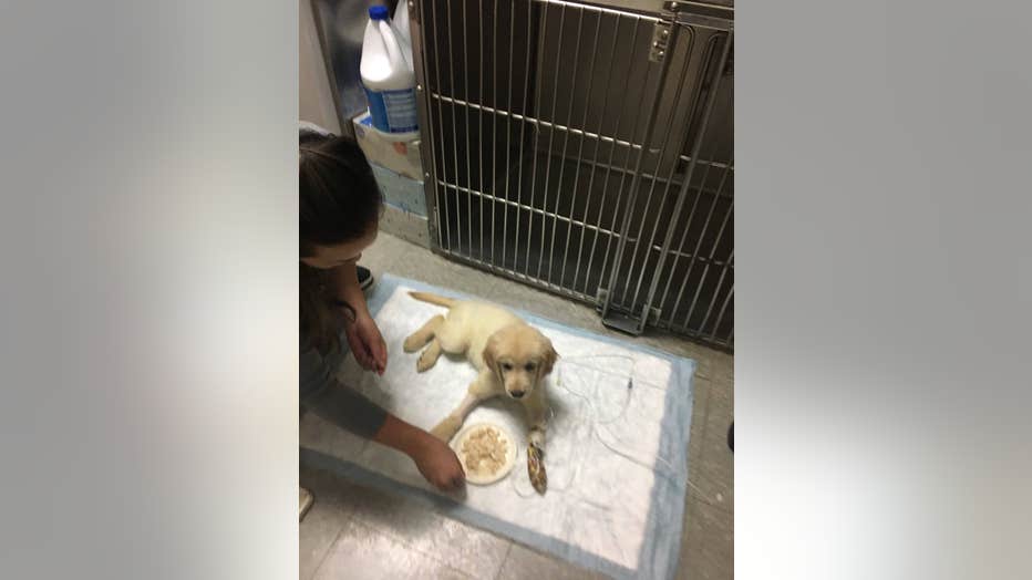 Sick Puppy Peddlers Fox 11 Tracks Down And Confronts Two New Sick