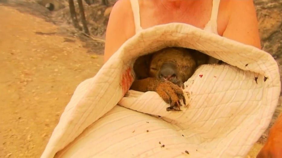 Lewis the koala is pictured after being rescued by Toni Doherty. (Photo credit: CHANNEL 9)