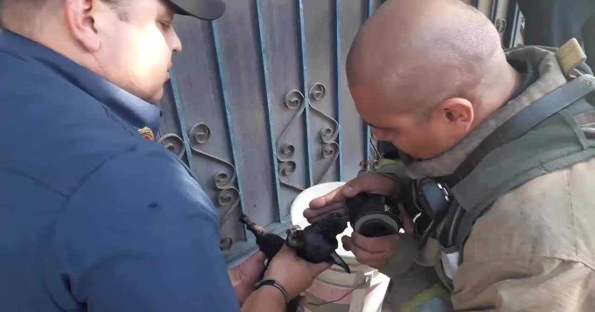 Firefighters revive tiny dog with oxygen mask after house fire | FOX 5 ...