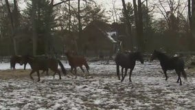 Veterans rescue horses to help other veterans