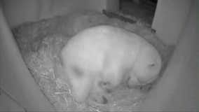 Polar bear cub born on Thanksgiving Day
