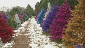 Brightly colored live Christmas trees are a hit