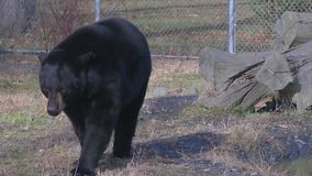 Wildlife center gives a home to hurt bears and other animals