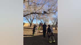 Firefighters rescue dog from tree in Colorado