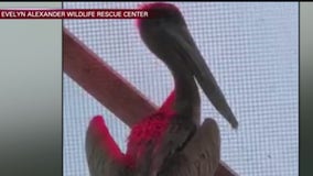 Malnourished pelicans found on Long Island