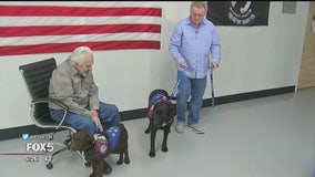 Vietnam veterans receive service dogs