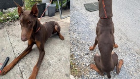Emaciated Doberman found without food or water; owner charged