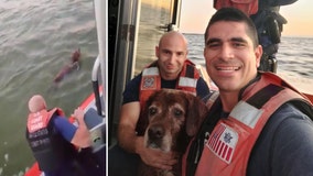 Coast Guard rescues dog found swimming off Florida coast