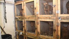 4 charged in NY dogfighting ring as 29 dogs are rescued