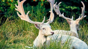 Missouri hunter bags rare albino deer on last day of hunting season: 'All glory goes to God in this'