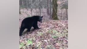 Bear gets itself stuck inside University of Tennessee baseball stadium
