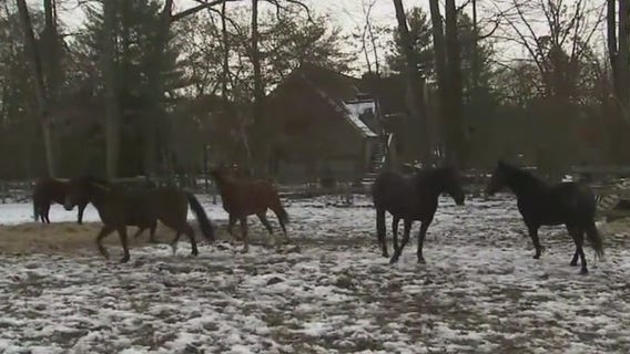 Veterans rescue horses to help other veterans