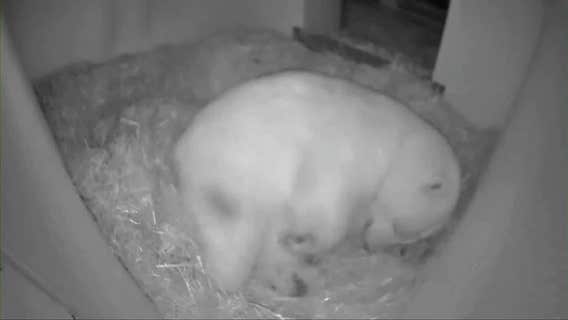 Polar bear cub born on Thanksgiving Day