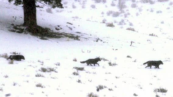 2 Yellowstone National Park wolf pups killed by car