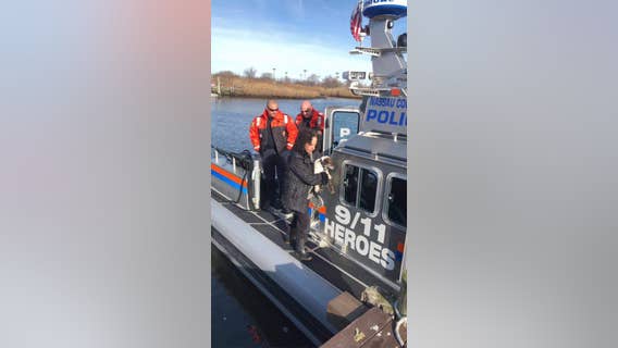 Dog rescued from drowning by Nassau police