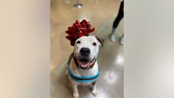 'Baby' finds forever home after being only pet left at adoption event