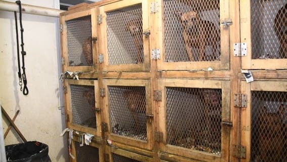 4 charged in NY dogfighting ring as 29 dogs are rescued