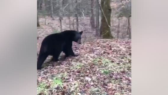 Bear gets itself stuck inside University of Tennessee baseball stadium