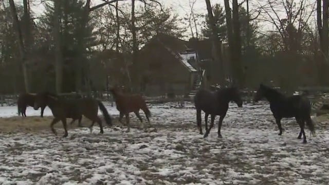 Veterans rescue horses to help other veterans