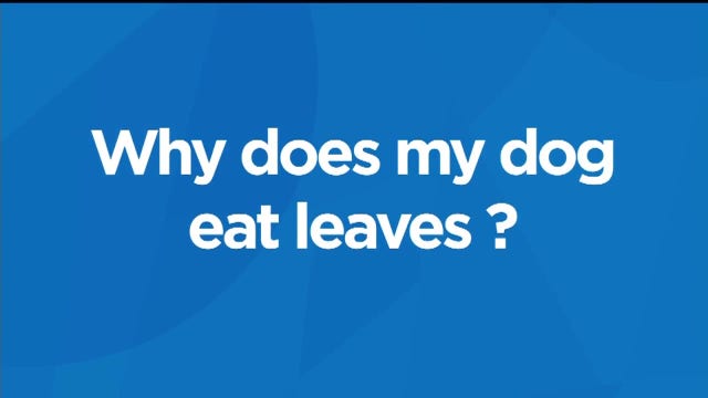 Why does my dog eat leaves?