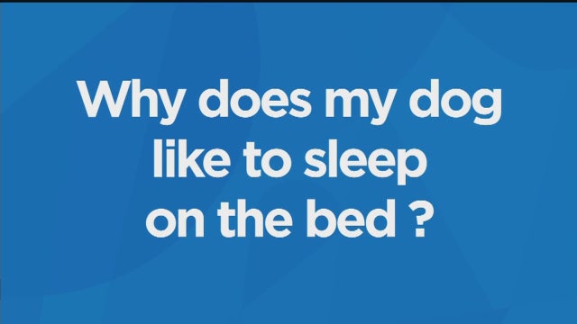 Why does my dog sleep on the bed?