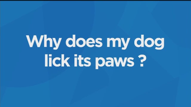 Why does my dog lick its paws?