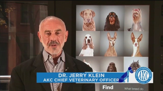 Why does my dog refuse to go to the bathroom in the rain?